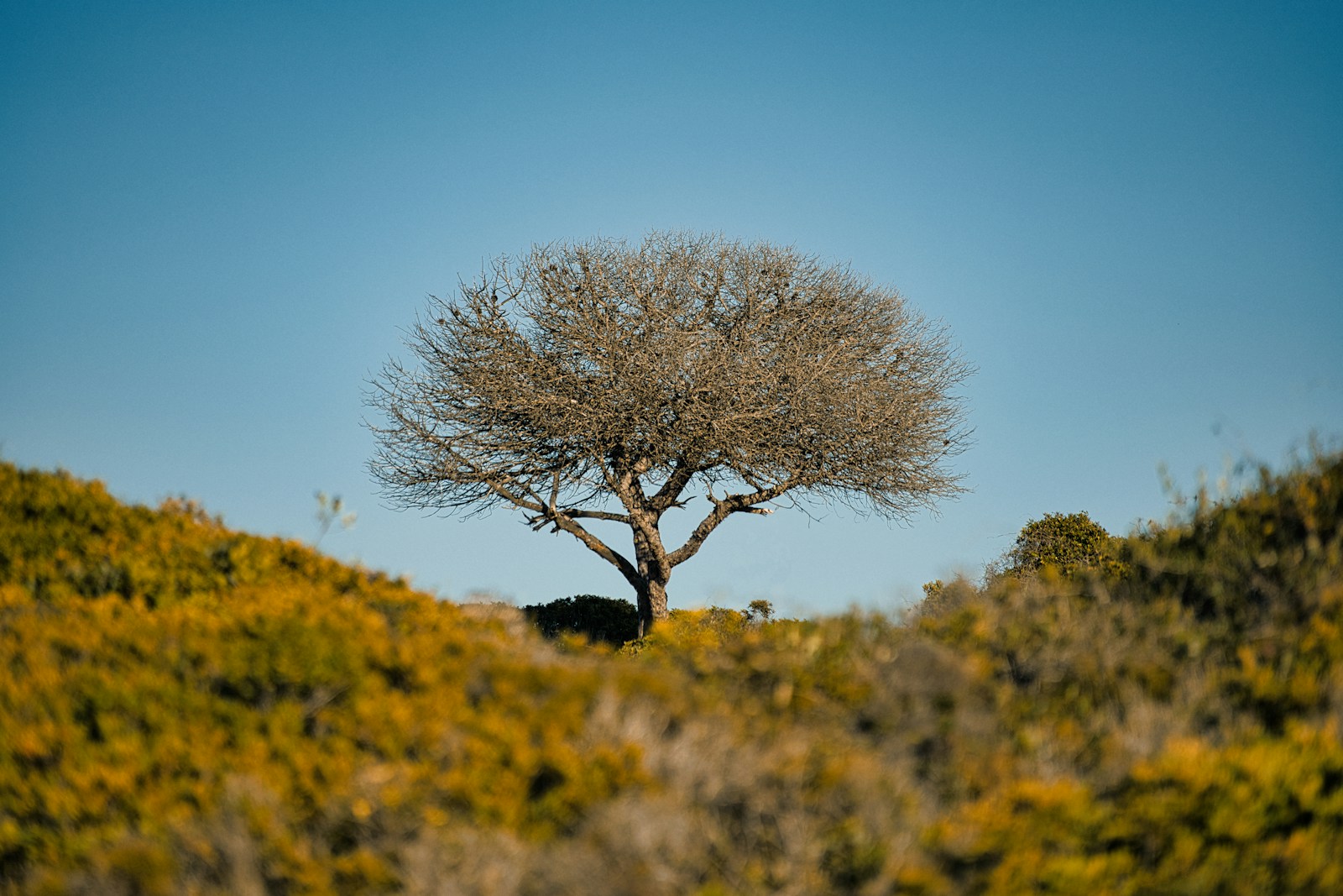 Cork oak and gravel road through the Algarve interior